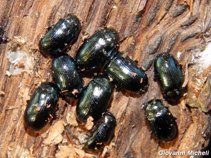 Phratora vitellinae aut laticollis, Chrysomelidae